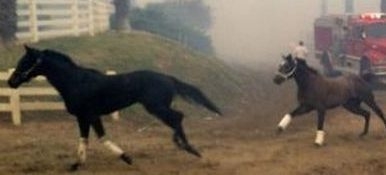 В США во время пожара на ипподроме пришлось выпустить в поля сотни элитных лошадей, десятки – погибли