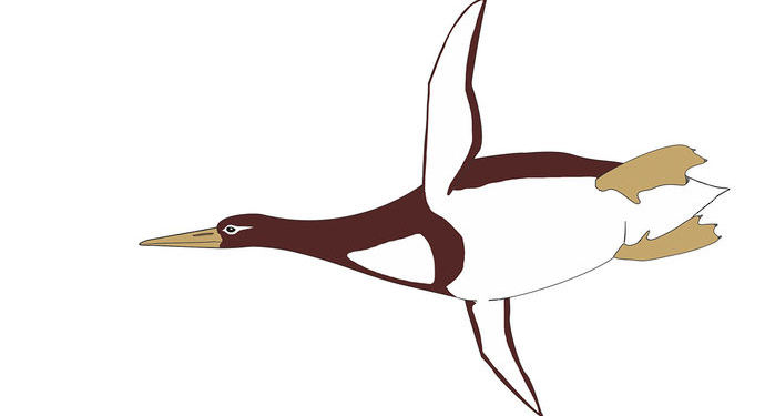 Когда пингвины были большими. Ученые нашли кость птицы, жившей 60 млн. лет назад