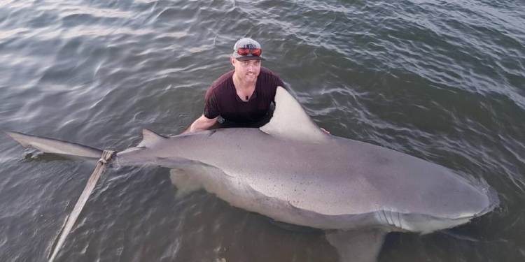 Прямо, как ГПУ. Австралиец поймал в реке беременную акулу. И отпустил