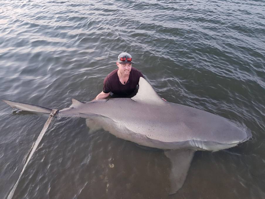 Прямо, как ГПУ. Австралиец поймал в реке беременную акулу. И отпустил 3