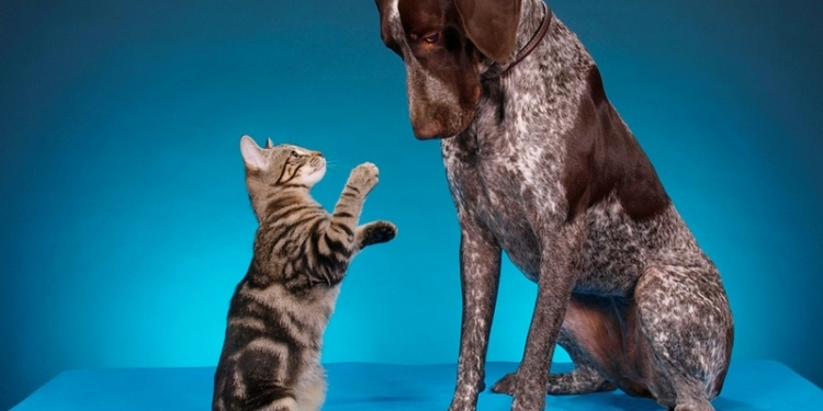 Ученые сравнили мозг собаки, кошки и енота, чтобы понять, кто умнее