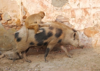 Творческое сотрудничество свиньи и обезьяны впечатлило туристов