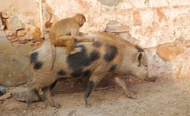 Творческое сотрудничество свиньи и обезьяны впечатлило туристов