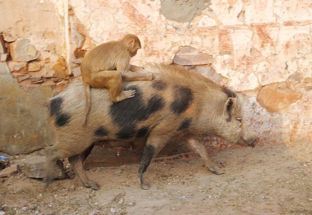 Творческое сотрудничество свиньи и обезьяны впечатлило туристов 3