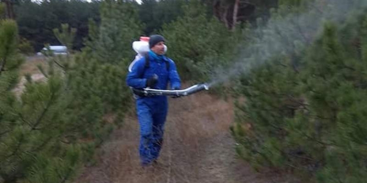 Дабы браконьер с топором не покусился: неравнодушные николаевцы обработали молодые сосны в Матвеевском лесу особым составом