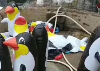 Китайский зоопарк вместо заявленных экзотических животных подсунул надувные игрушки