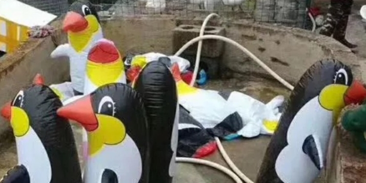 Китайский зоопарк вместо заявленных экзотических животных подсунул надувные игрушки