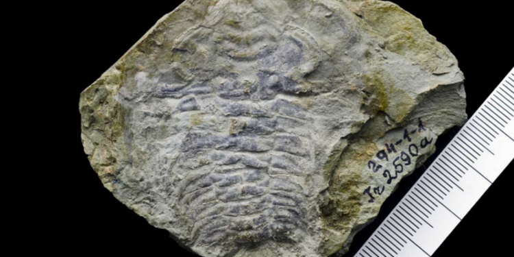 В Эстонии обнаружили глаз животного возрастом 530 миллионов лет