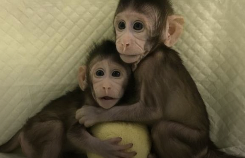 В Китае ученые впервые клонировали обезьян 1
