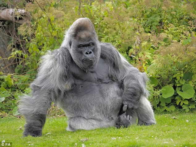 Он прожил неплохую жизнь в неплохих условиях: в английском сафари-парке Longleat умерла одна из старейших серебристых горилл в мире 1