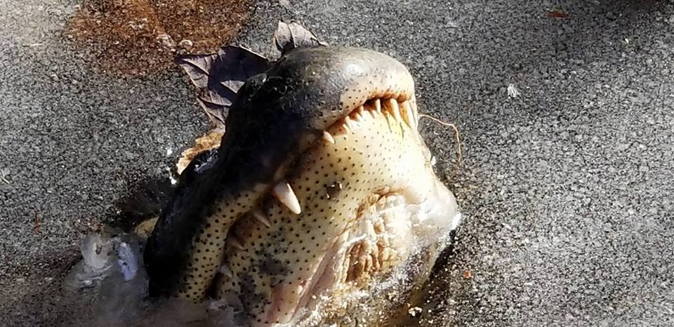В одном из природных парков США крокодилы вмерзли в лед 1