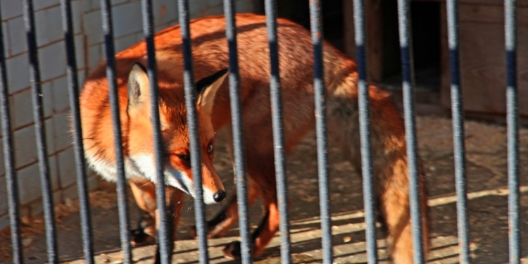 Лис, живущих в Николаевском зоопарке, ждет улучшение жилищных условий