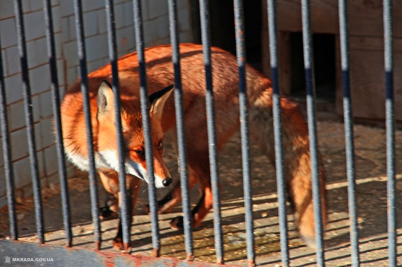 Лис, живущих в Николаевском зоопарке, ждет улучшение жилищных условий 1