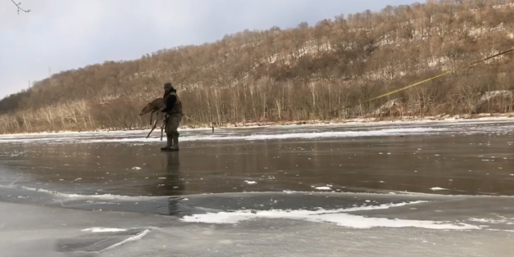 В США охотник и его сын рискнули жизнью, чтобы спасти олениху, оказавшуюся на льду посреди замерзшей реки