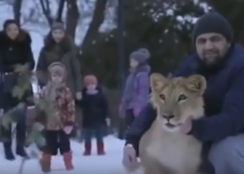 Подражание шейхам: житель Махачкалы выгуливал льва на поводке