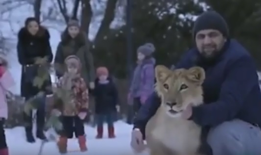 Подражание шейхам: житель Махачкалы выгуливал льва на поводке