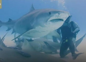 Не проголодалась, как следует? Беременная тигровая акула взяла еду у дайверов, а их самих отпустила