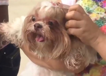 Не остались равнодушными: в Бразилии собаку, которая, испугавшись новогодних фейерверков, падала с балкона, спасли соседи