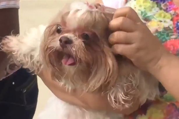 Не остались равнодушными: в Бразилии собаку, которая, испугавшись новогодних фейерверков, падала с балкона, спасли соседи 1