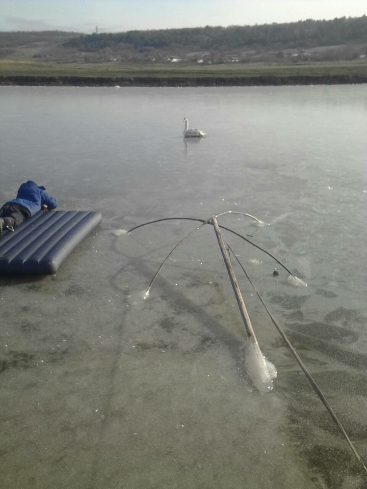 На надувном матрасе по льду: как на Николаевщине лебедя спасли 1