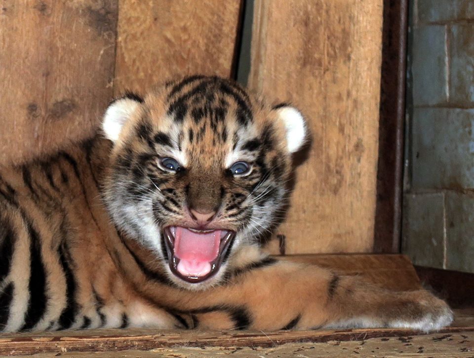 Теперь их и показать уже не страшно: в Николаевском зоопарке родились два амурских тигренка 1