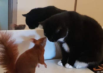 У них много общего? Как в Дании подружились белка и кот