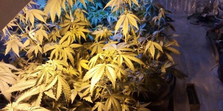 По всем правилам агротехники: на Николаевщине 22-летний мужчина вырастил коноплю просто на загляденье