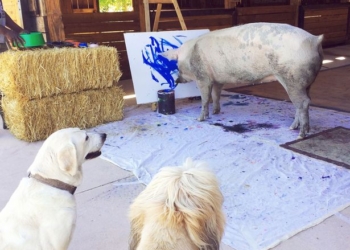 Это «Pigcasso»: открылась первая персональная выставка свиньи, спасенной от скотобойни и проявившей талант художника