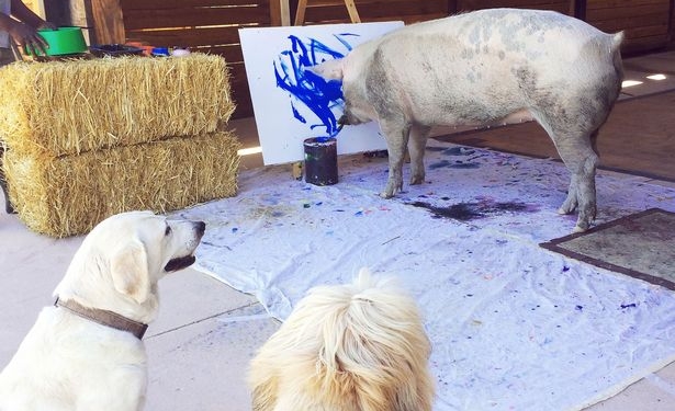 Это «Pigcasso»: открылась первая персональная выставка свиньи, спасенной от скотобойни и проявившей талант художника