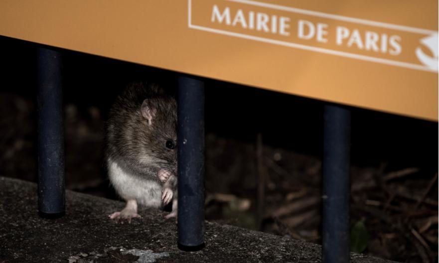Не только у нас, а и в Париже: столицу Франции наводнили крысы 1