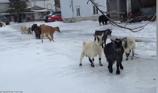 Гололед – не только человеческая проблема: овцам и козам тоже трудно