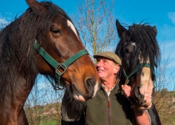 Дружба – это даже когда зубами по загривку: как одна лошадь заставила жить другую