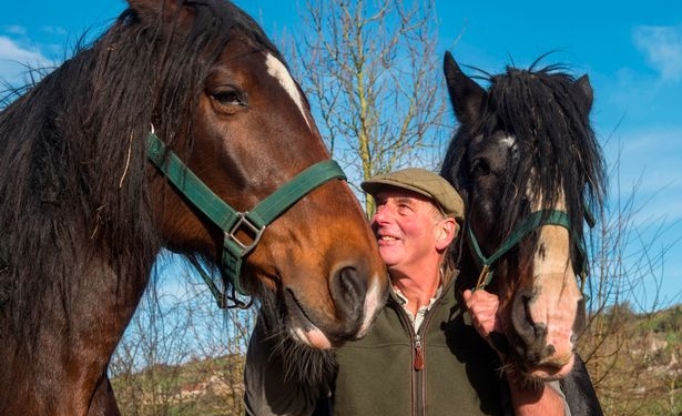 Дружба – это даже когда зубами по загривку: как одна лошадь заставила жить другую