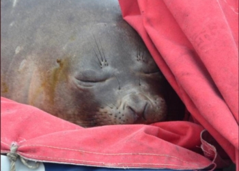 Украинские полярники гостям рады. Даже если это морской слон