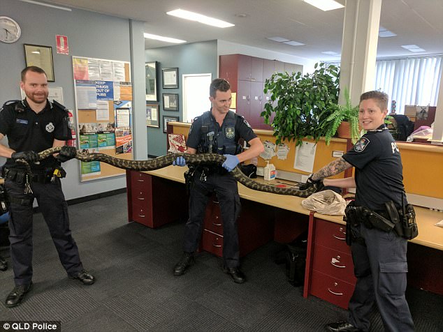 Нелегко австралийским полицейским: во время обыска в одном из домов они нашли наркотики, оружие и двух почти 15-килограммовых питонов 3