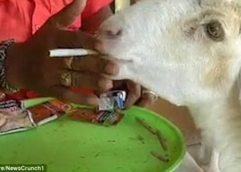 Никотинозависимость может поразить и животное: в Индии овца предпочитает есть сигареты