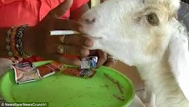 Никотинозависимость может поразить и животное: в Индии овца предпочитает есть сигареты 1