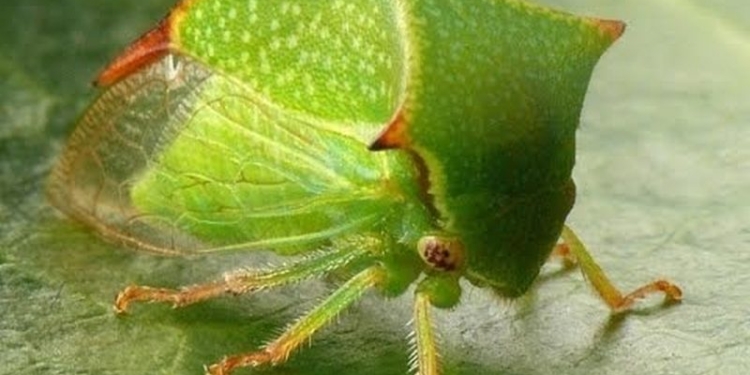 Урожайности виноградников на юге Украины грозит маленькое насекомое