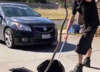 Молодой змеелов собрался баллотироваться в парламент Австралии – чтобы и там «ловить змей». Откровенно говоря, нам бы тоже такой не помешал