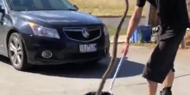 Молодой змеелов собрался баллотироваться в парламент Австралии – чтобы и там «ловить змей». Откровенно говоря, нам бы тоже такой не помешал