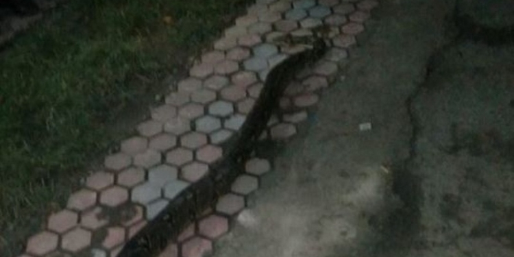В городе на Закарпатье местные жители убили питона, который выполз на улицу