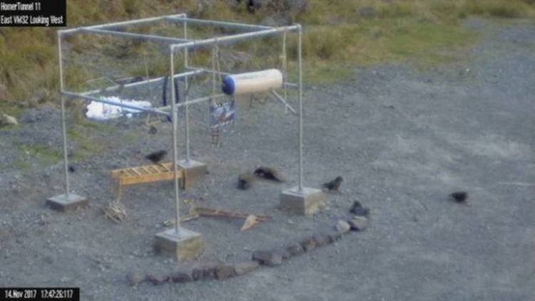 В Новой Зеландии начали делать придорожный спортплощадки для попугаев кеа - символа страны 1