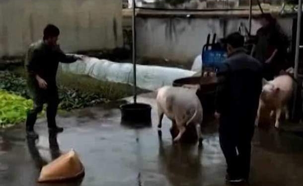 Друг в беде не бросит. Как одна свинья отбила у мясника с ножом другую свинью