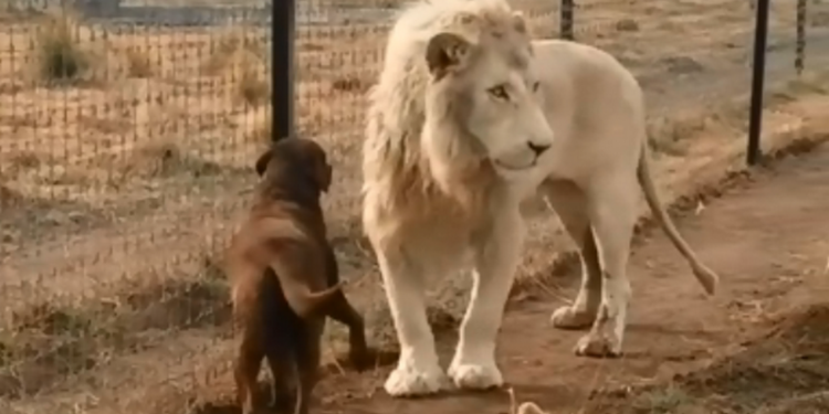 В мексиканском зоопарке подружились лев и лабрадор