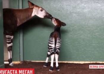 В Лондоне новорожденного детеныша окапи назвали в честь невесты принца Гарри