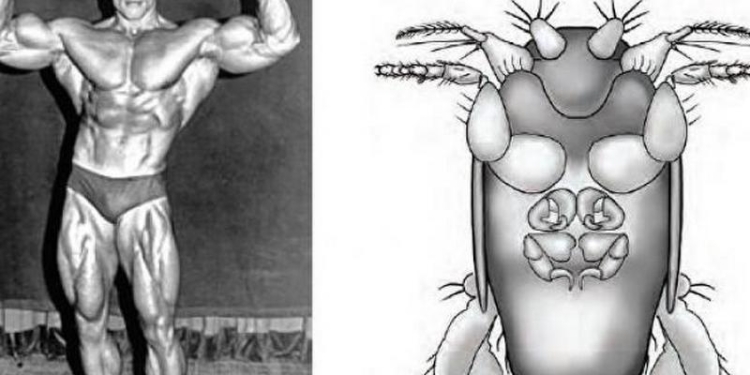 Самая маленькая муха планеты получила имя в честь Арнольда Шварценеггера