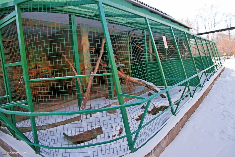 Лис, живущих в Николаевском зоопарке, ждет улучшение жилищных условий 3
