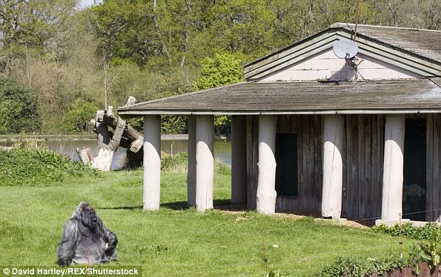 Он прожил неплохую жизнь в неплохих условиях: в английском сафари-парке Longleat умерла одна из старейших серебристых горилл в мире 3