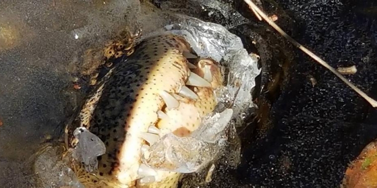 В одном из природных парков США крокодилы вмерзли в лед