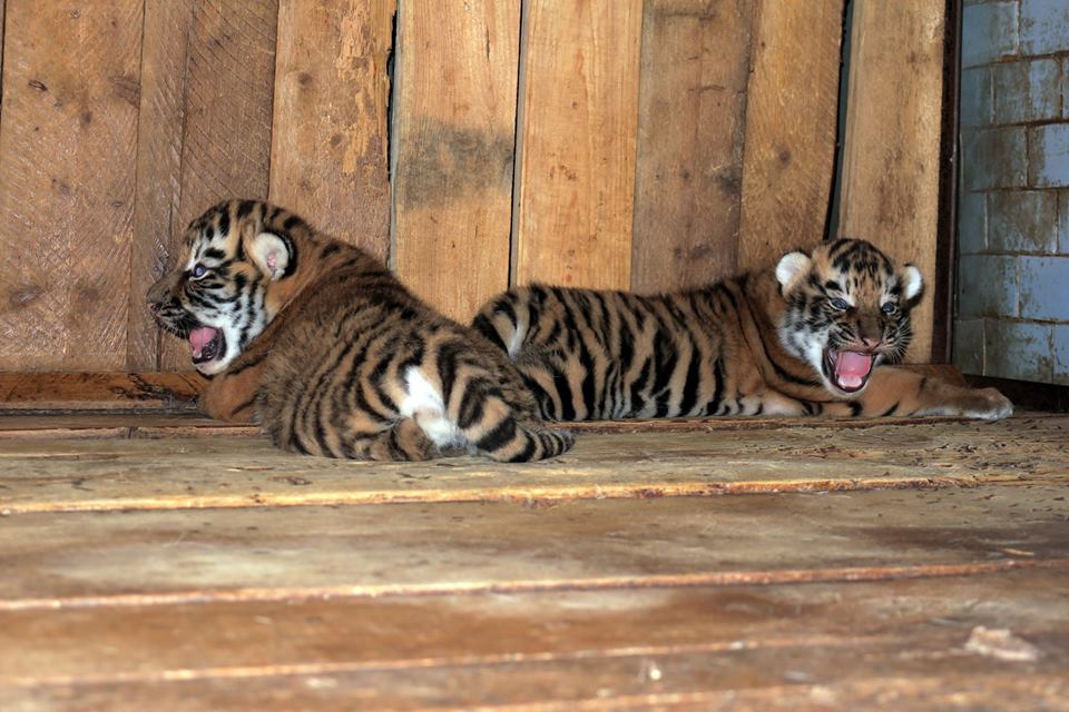 Теперь их и показать уже не страшно: в Николаевском зоопарке родились два амурских тигренка 3